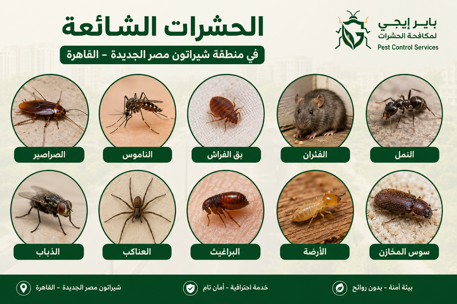 أنواع الحشرات المنتشرة في شيراتون