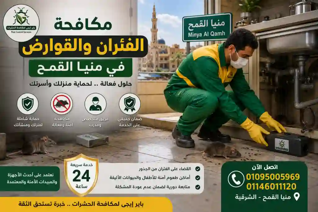 مكافحة الفئران فى منيا القمح